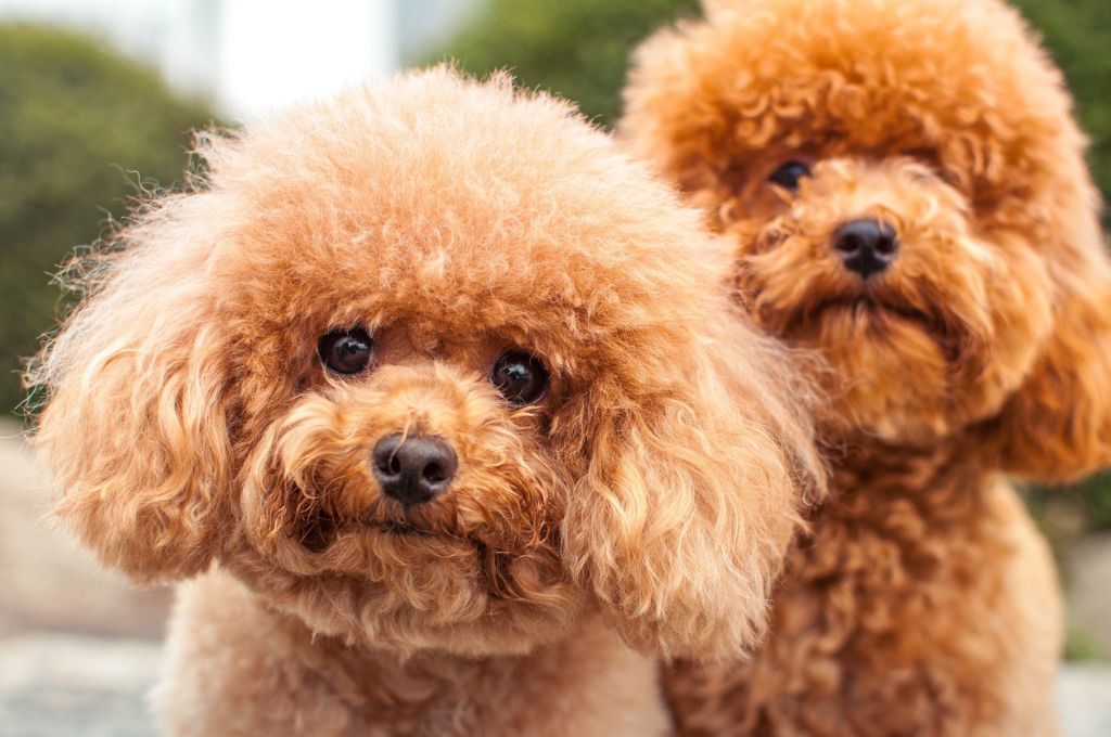 Unleashing the Quirkiest Dog Breeds You Never Knew Existed