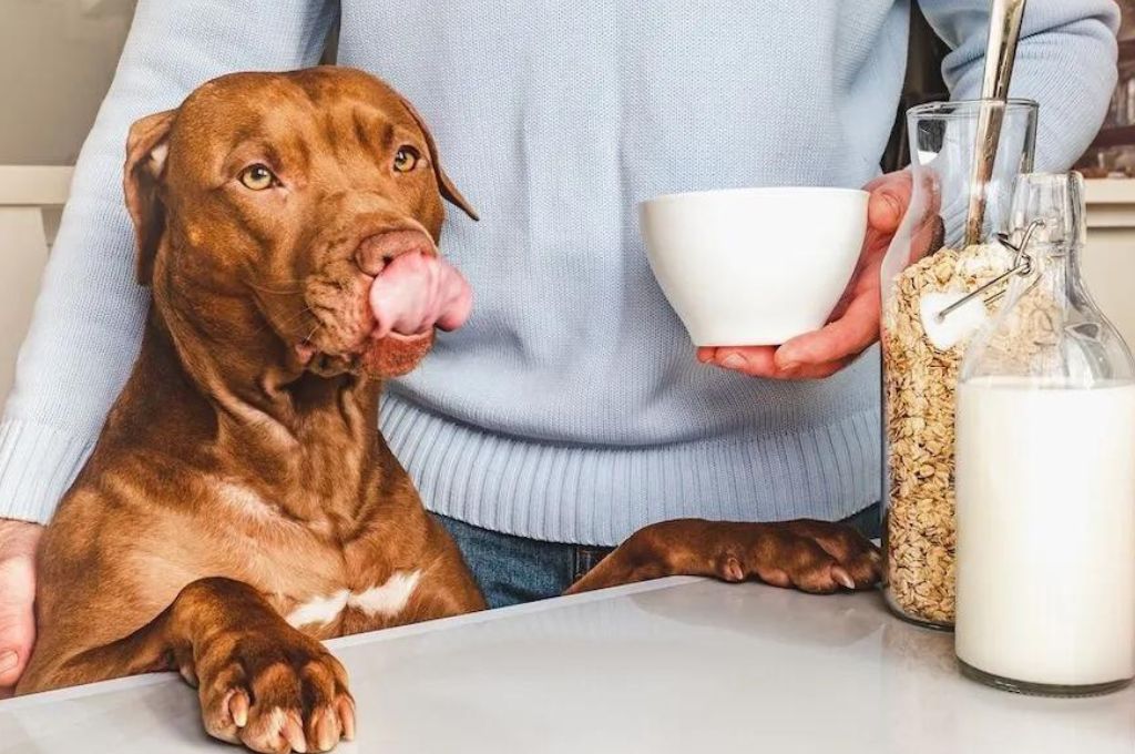 Can dogs have oat milk Exploring the associated benefits and risks Woof Blankets