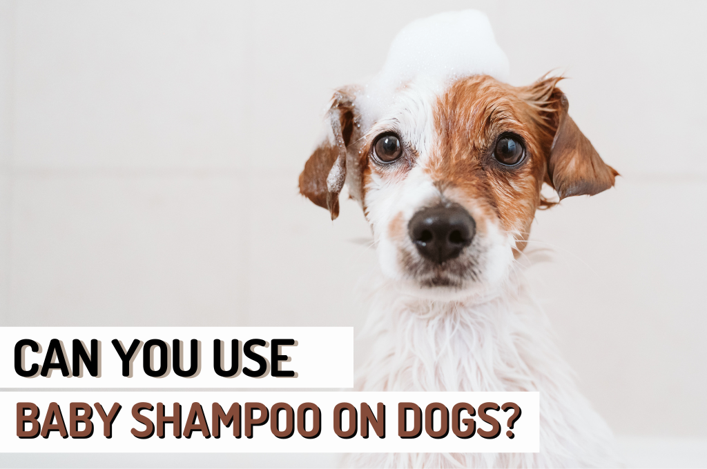 Can You Use Baby Shampoo On Dogs Choosing Safe Shampoos for Your