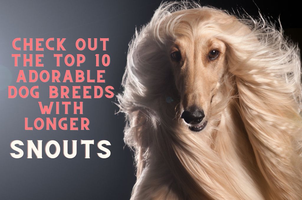 Top 10 Adorable Dog Breeds with Longer Snouts Woof Blankets