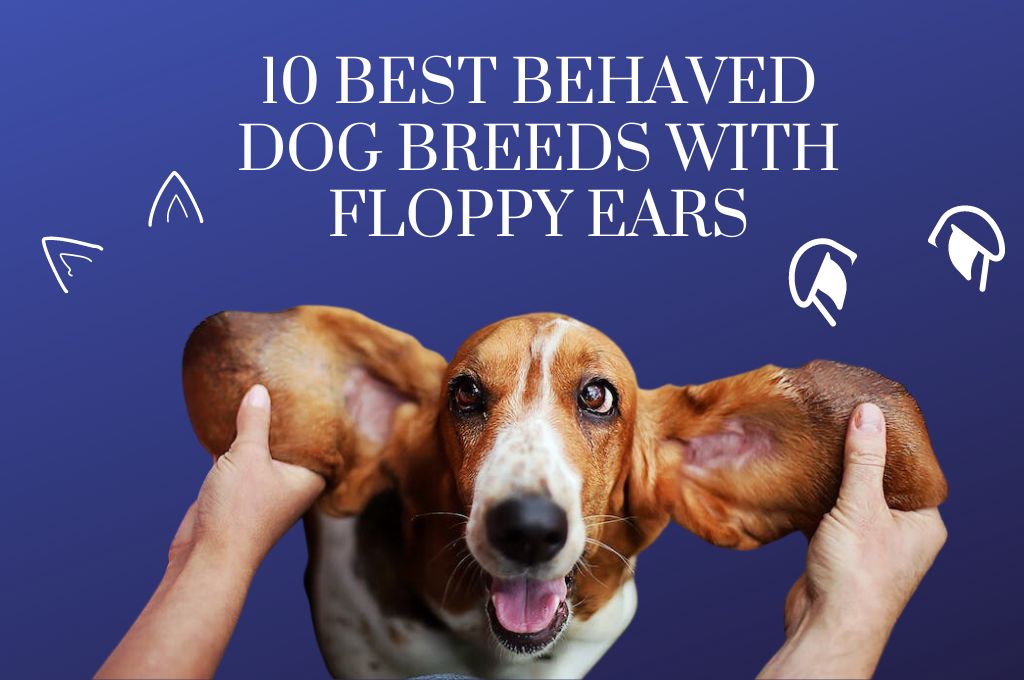 Best scent dog breeds sales