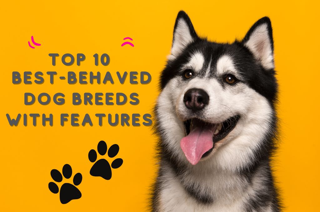 Top 10 Best Behaved Dog Breeds with Features Woof Blankets