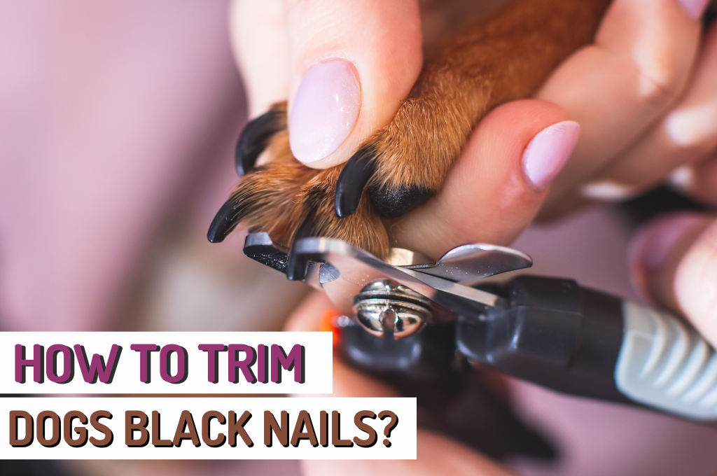 Trimming black dog on sale nails