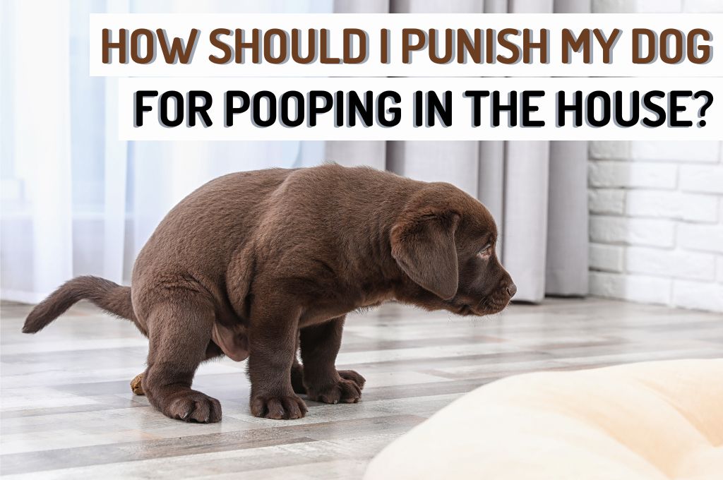 How do i get my dog to poop top