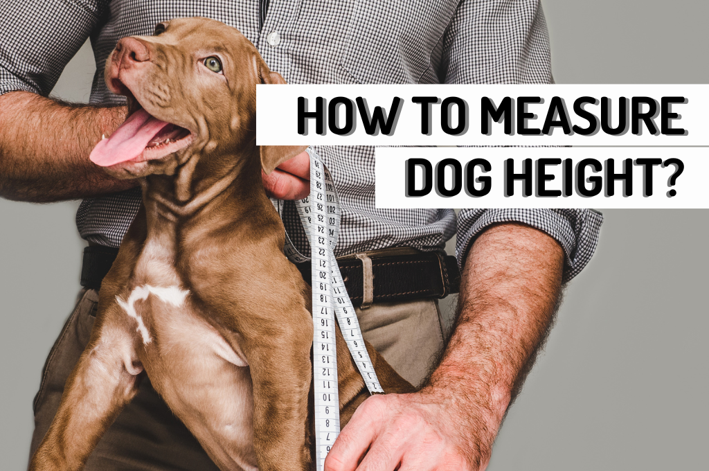 how to measure a dog height