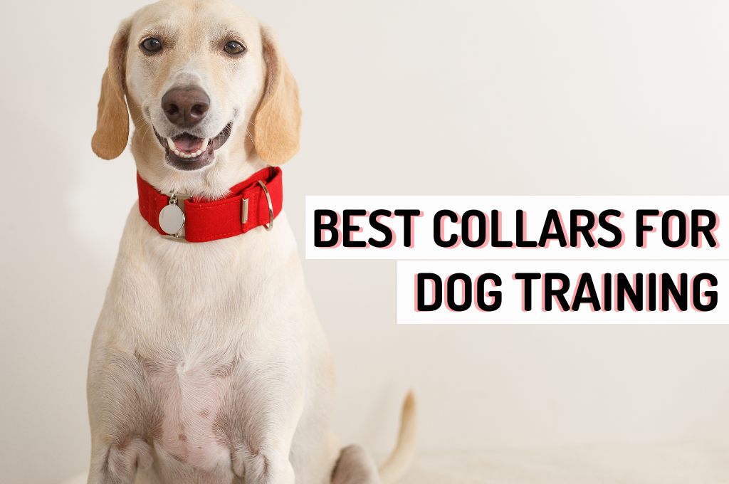Training Articles by Pet Type: Expert Tips for Every Pet Owner