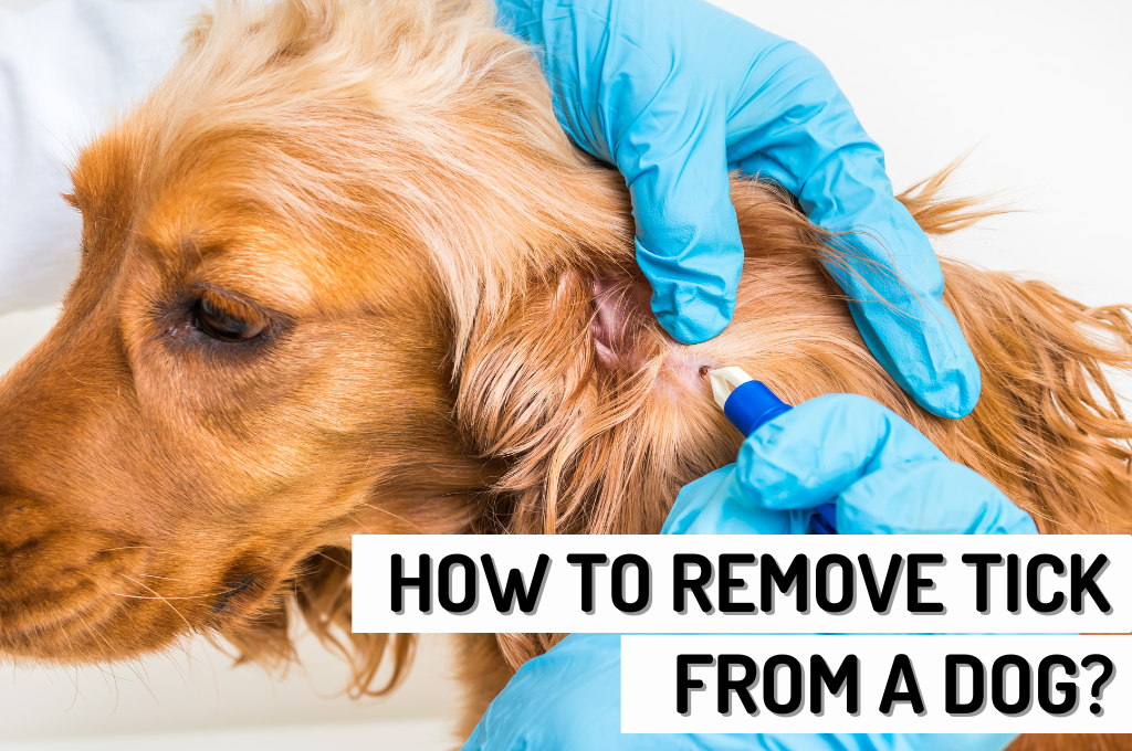 How to Remove a Tick from a Dog Solutions Woof Blankets