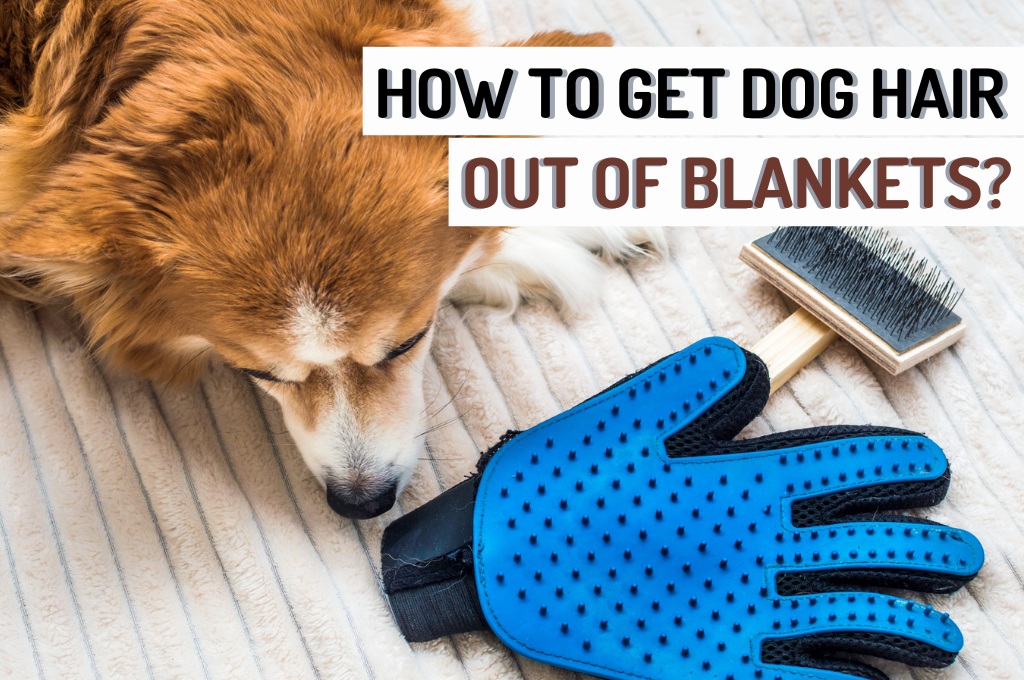 How to top clean dog blankets