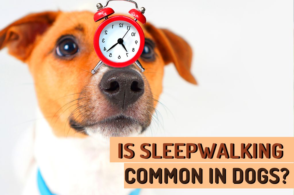 Sleepwalking in Dogs: Causes, Symptoms, and Treatment Sleepwalking in Dogs: Causes, Symptoms, and Treatment