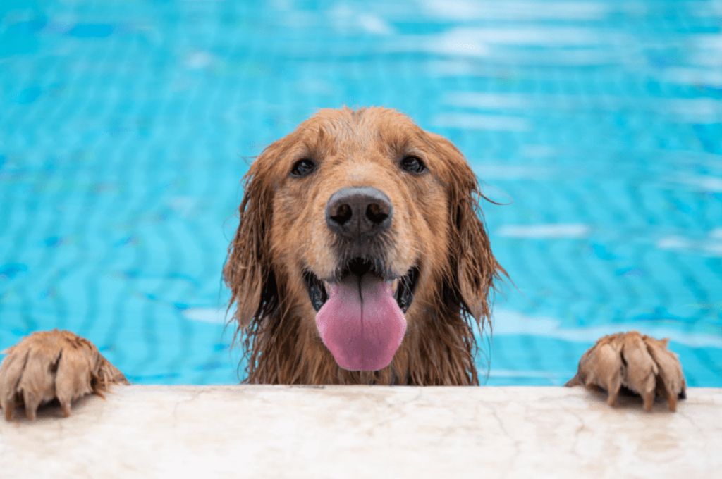 Pool water dogs drinking new arrivals