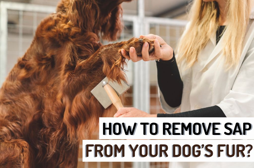How To Get Sap Out Of Your Dog’s Fur | Woof Blankets