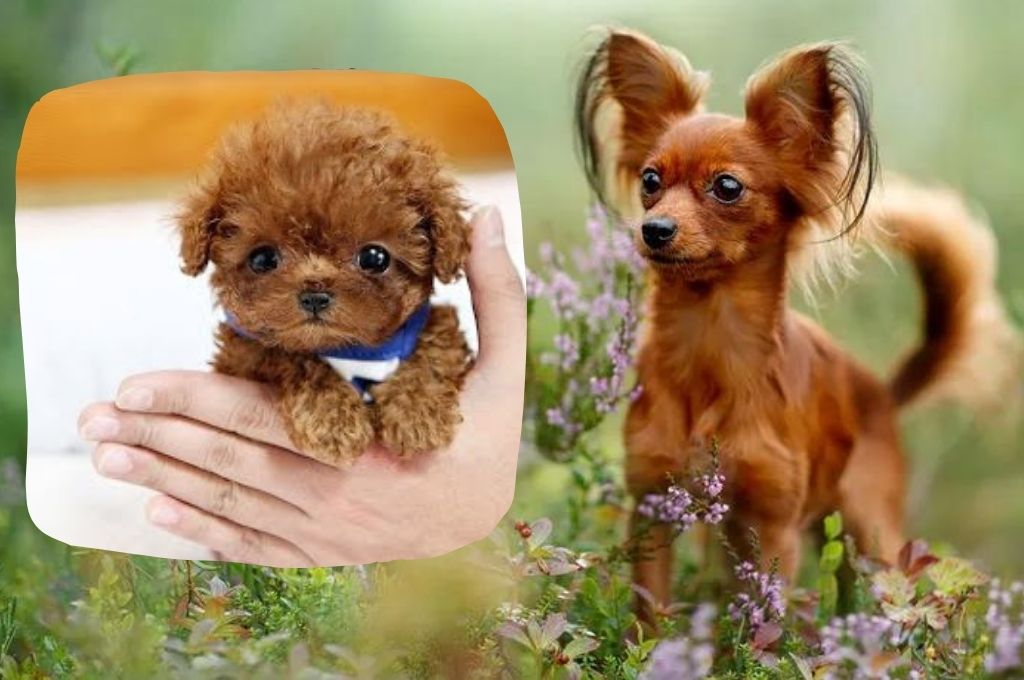 Miniature Dog Breeds miniature-dog-breeds