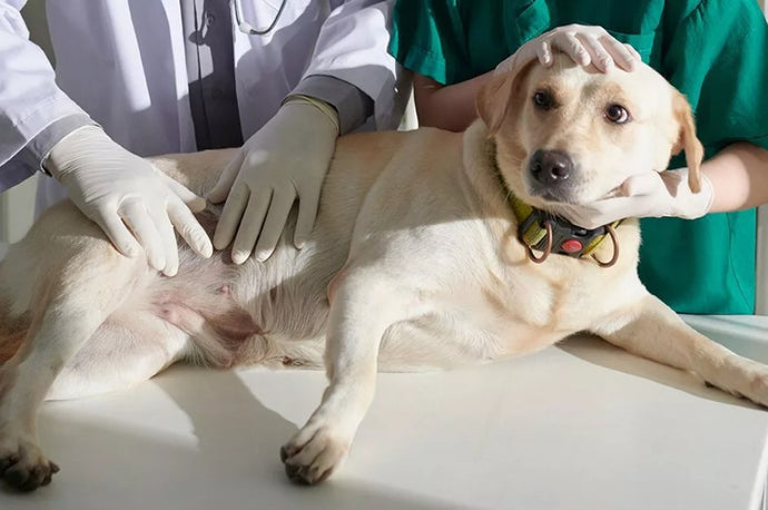 Top Dog Stomach Flip Breeds: Understanding Bloat Risk