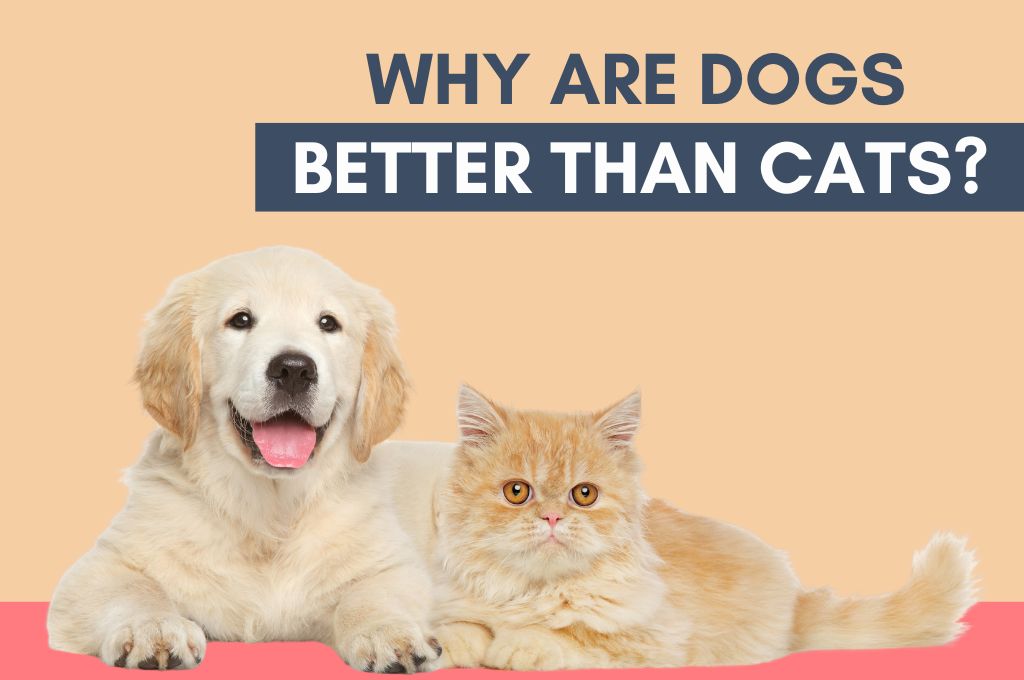 Why Dogs are Better Than Cats? Reasons Woof Blankets