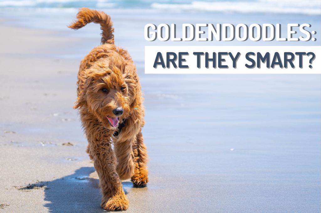 Angel best sale white goldendoodles