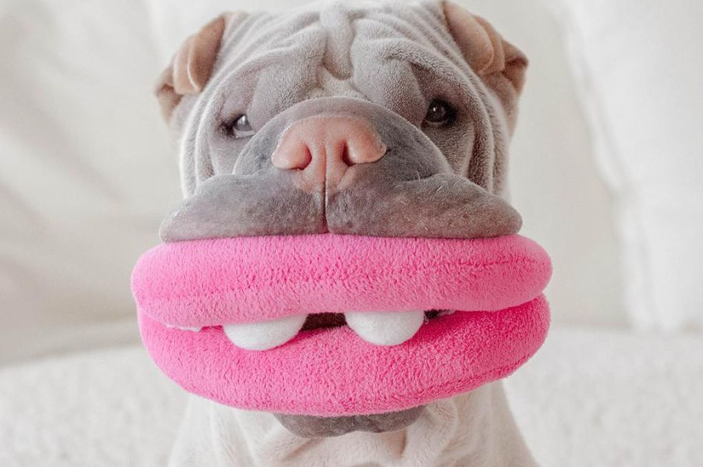 Why Do Dogs Like Squeaky Toys? Woof Blankets