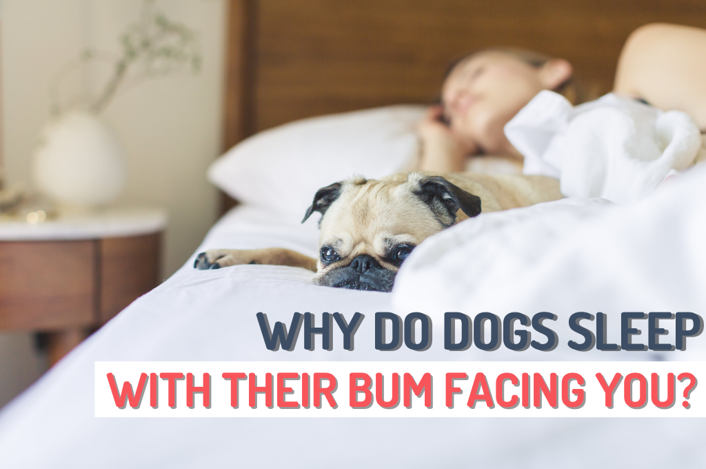 Why dogs sleep next to deals you