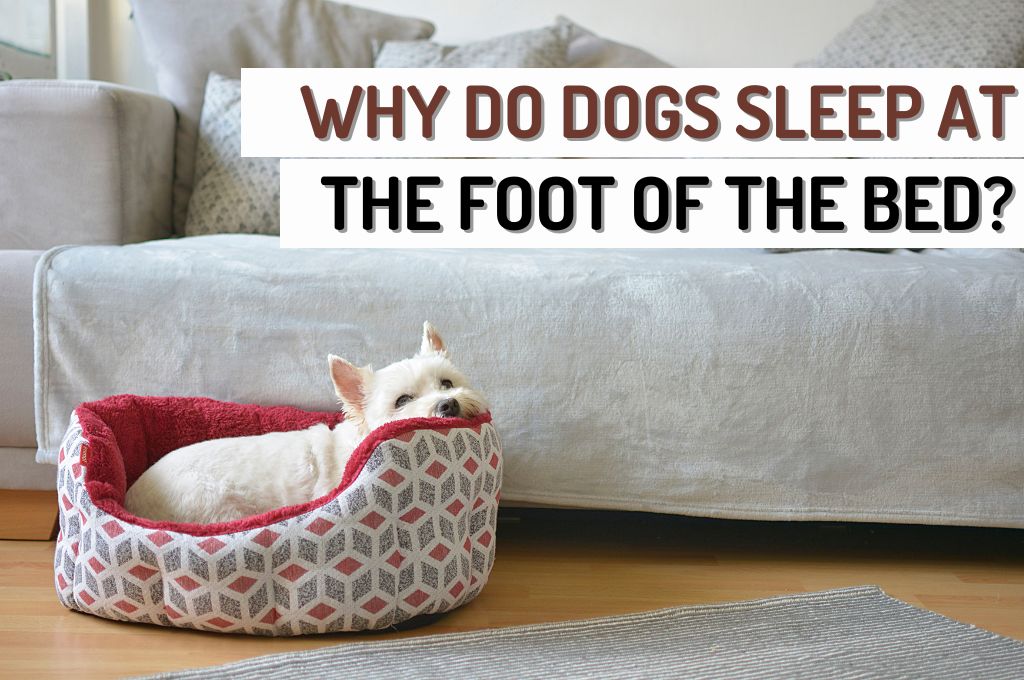 Decoding Why Dogs Sleep at the Foot of the Bed woof Blankets Woof Blankets