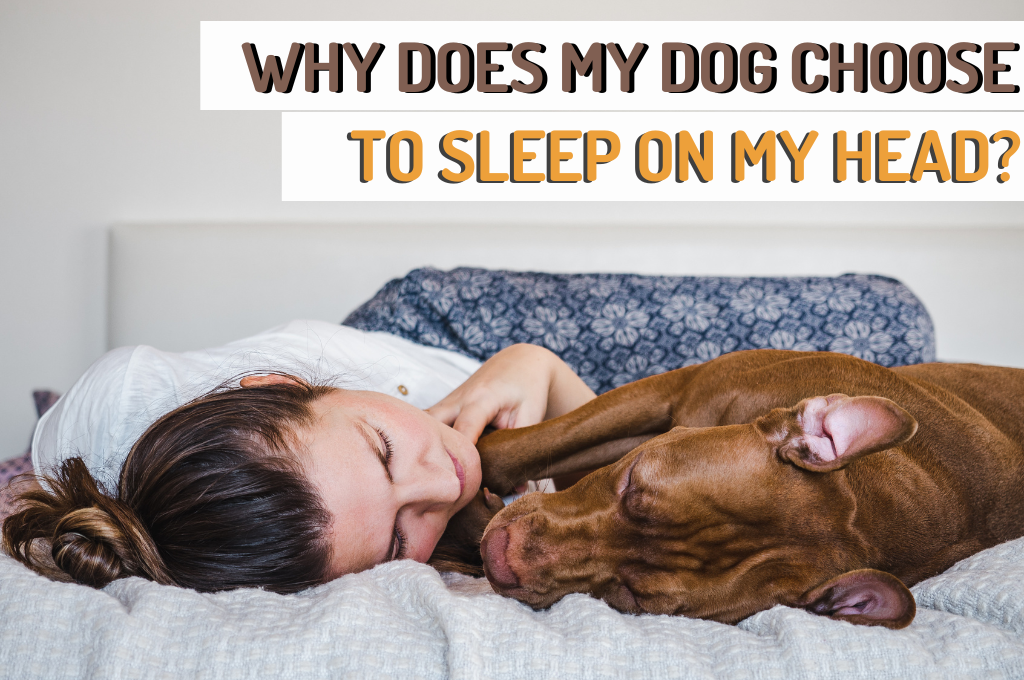 Why Does My Dog Sleep On My Head 4 Reasons Woof Blankets