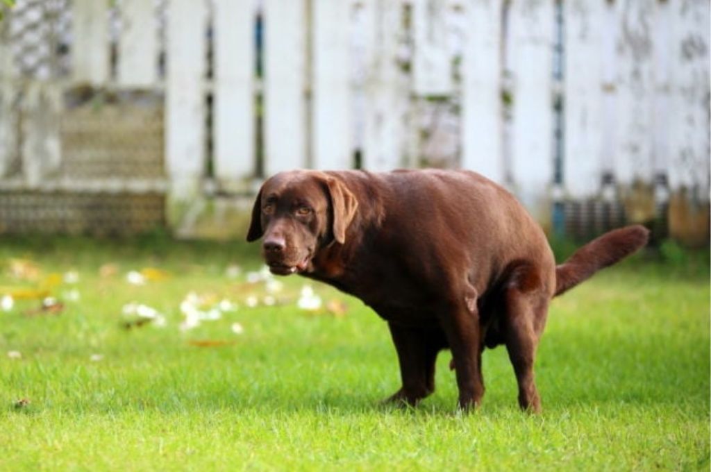 Why Does My Dog Walk and Poop? Reasons Woof Blankets