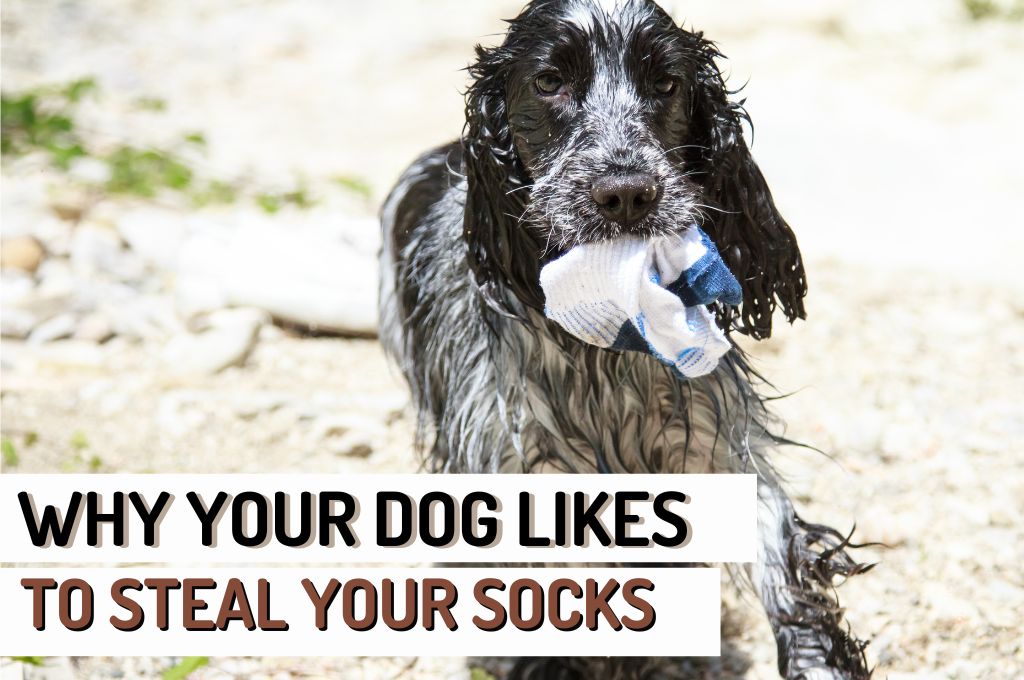 Why Does My Dog Steal Socks Exploring the Behavior Woof Blankets