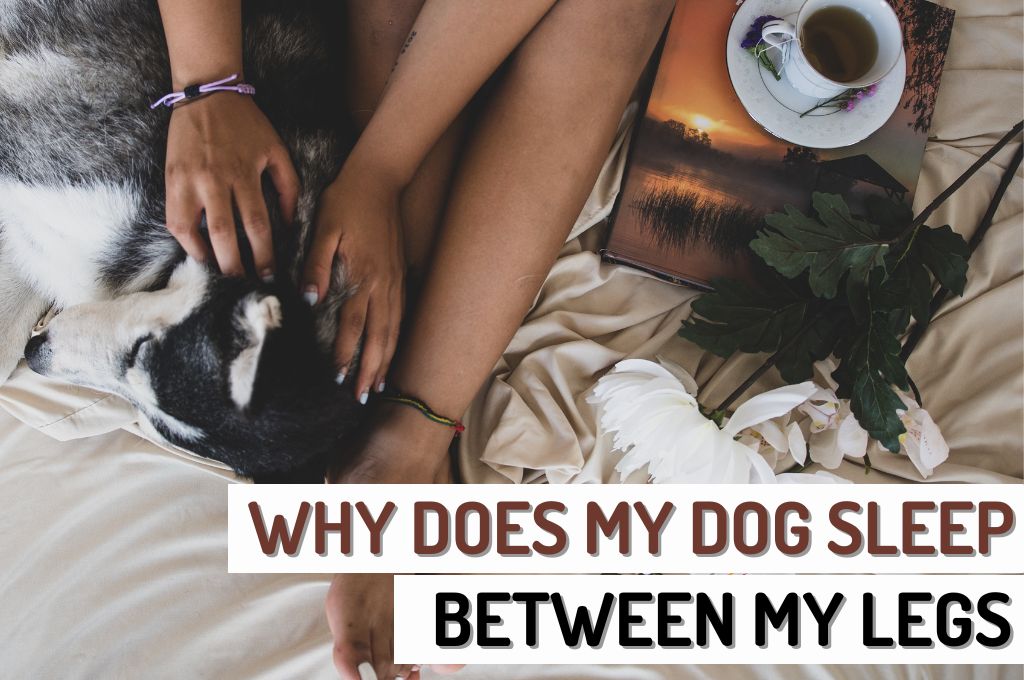 Understanding Your Dog's Sleeping Behavior: Why Do Dogs Sleep Between Your  Legs?