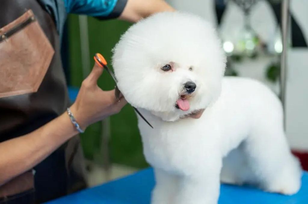 Bichon Frise Square Haircut Dog Chinese Funny Haircut Videos Dog