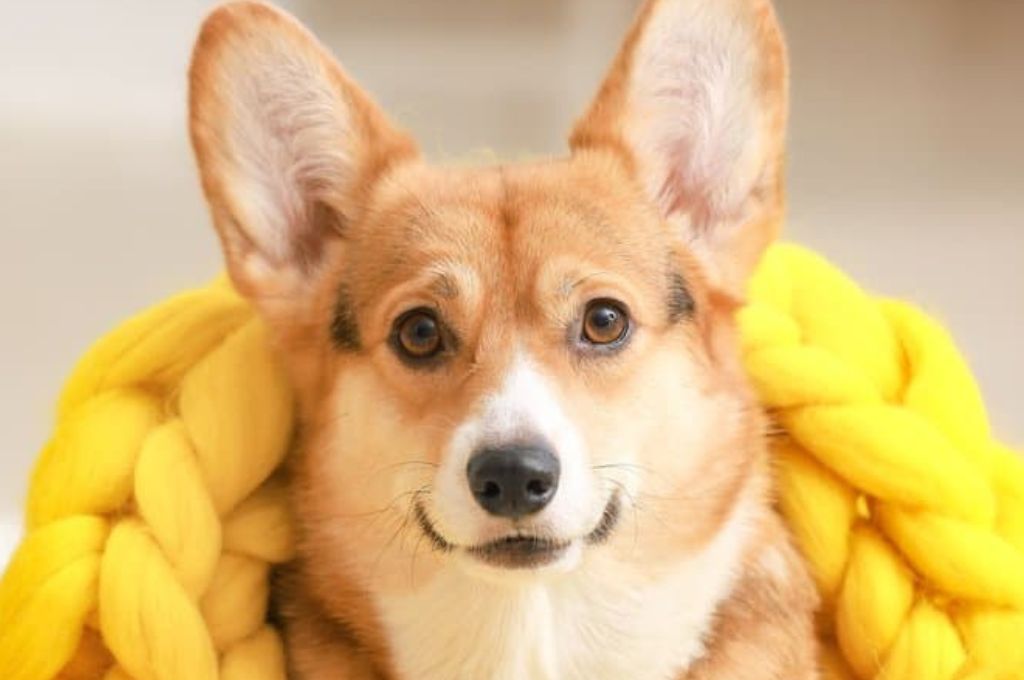 Yellow Dog Food Exploring Colors, Ingredients, and Canine Nutrition. Yellow Dog Food Exploring Colors, Ingredients, and Canine Nutrition.