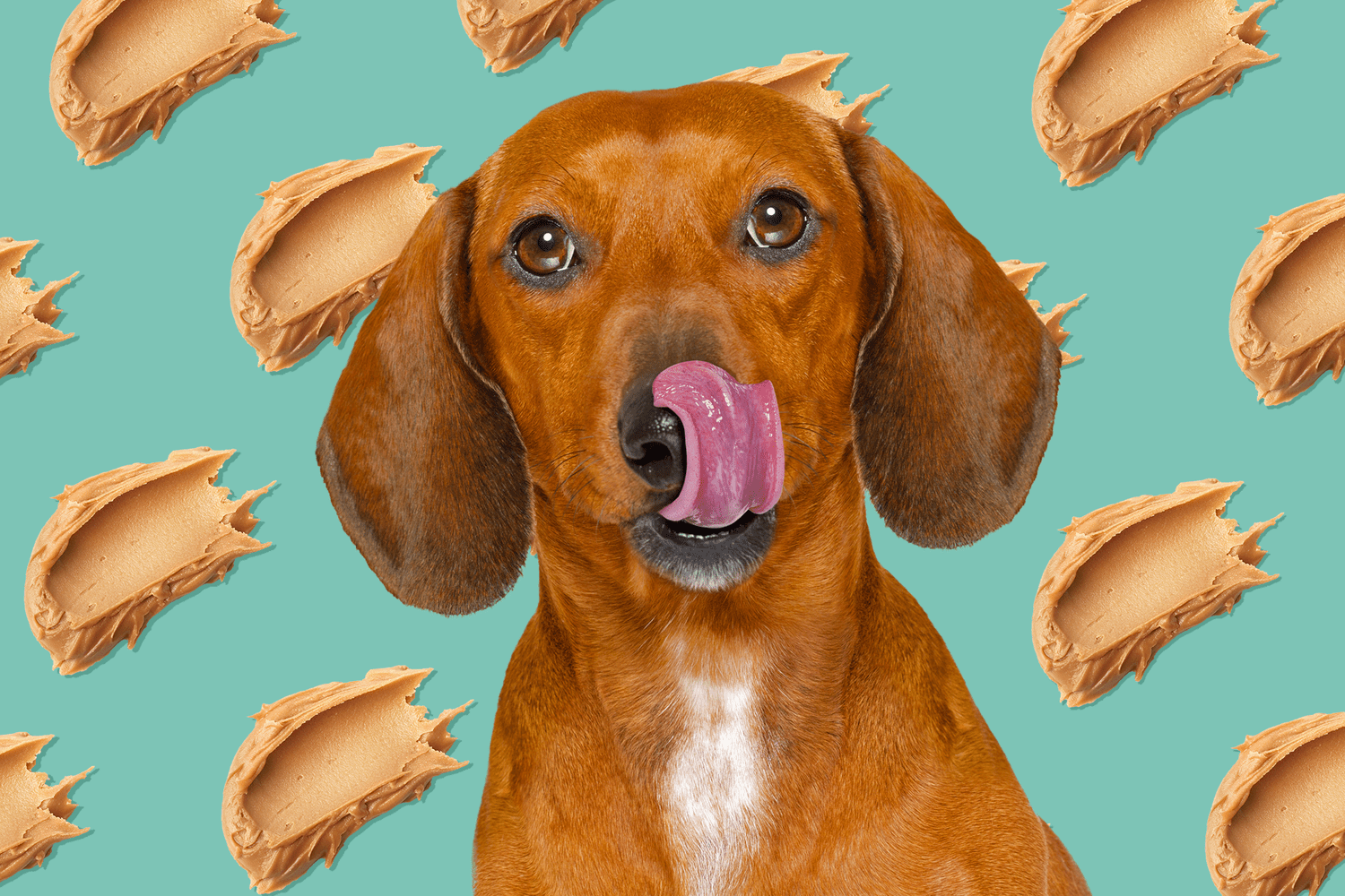 Why Do Dogs Love Peanut Butter Reasons Woof Blankets