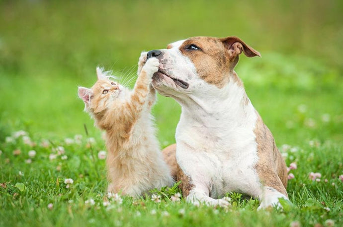 10 lovable and best dog breed for cats
