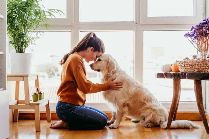 10 Best Dog Breeds for Women that Makes the Purrfect Companion