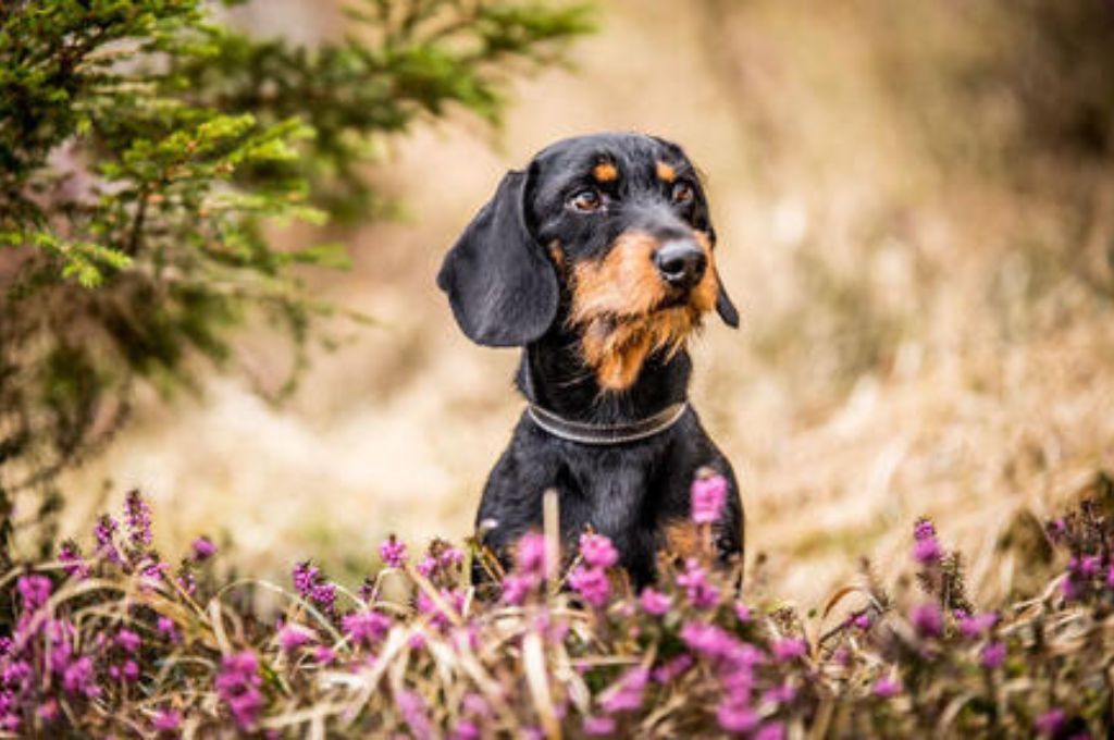 Discover the Magnificent Ten: Black and Tan Dog Breeds Unveiled