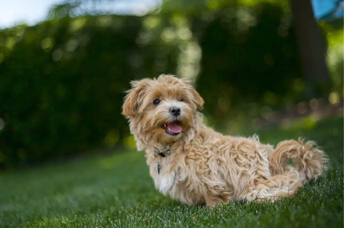 10 Blonde Dog Breeds With Physical Characteristics