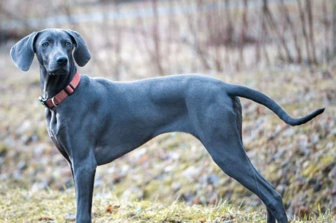 Discovering Blue Dogs: Exploring Blue Dog Breeds