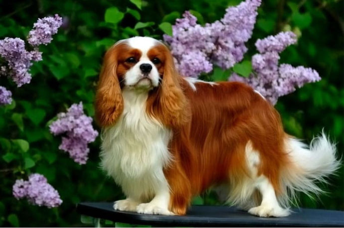 Brown And White Dog Breeds