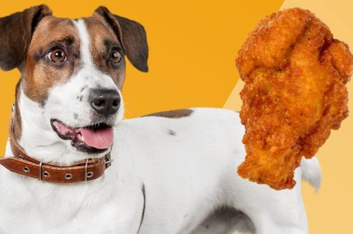 Can Dogs Eat Fried Chicken?
