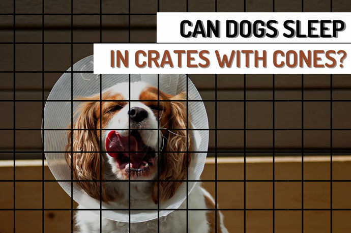 Can Dogs Sleep Peacefully in Crates with Cones?