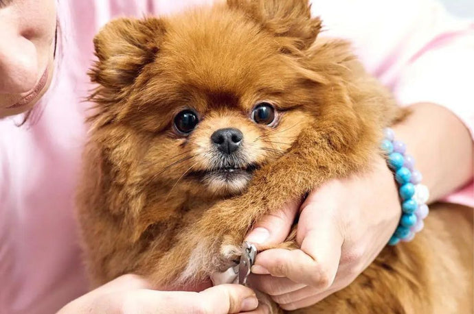 Can I Walk My Dog After Cutting the Quick?