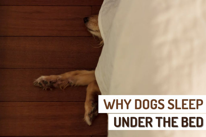 Exploring Why Dogs Sleep Under the Bed: Reasons, Behavior, and Solutions