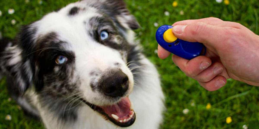 Clicker Training Tips and Techniques for a Well-Behaved Canine Companion
