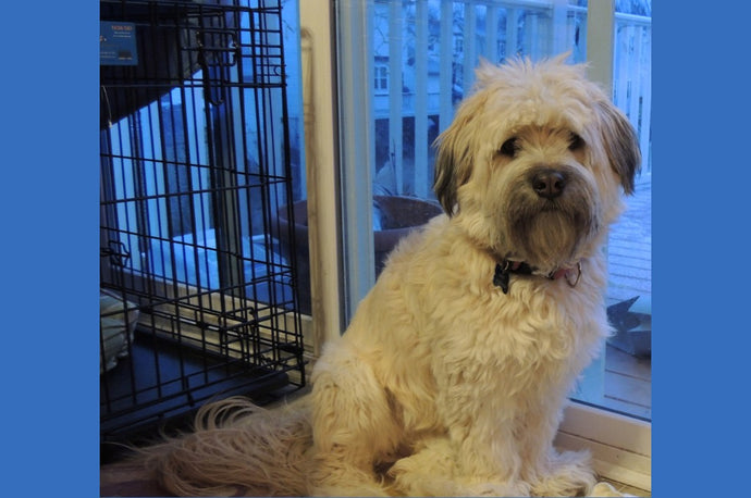 How to Crate Train an Older Dog
