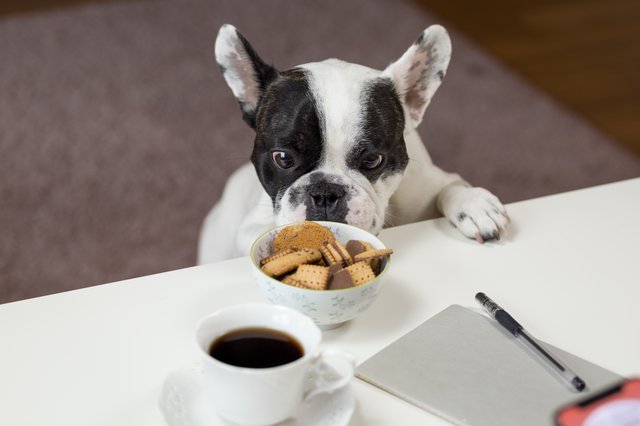 5 DIY Meals to Make for Your Pets