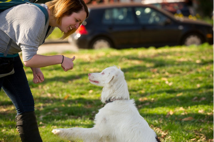 A Complete Guide on Deaf Dog Training