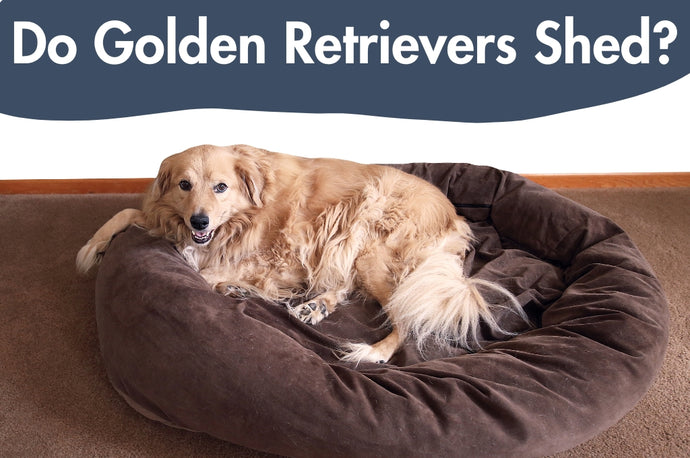 Do Golden Retrievers Shed? Know Why & Tips to Reduce Shedding