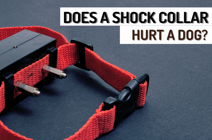 Does a Shock Collar Hurt a Dog? Understanding Facts, Use Cases, and Exploring Alternatives