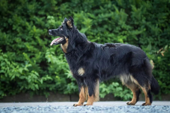 Dog Breeds Similar to German Shepherd