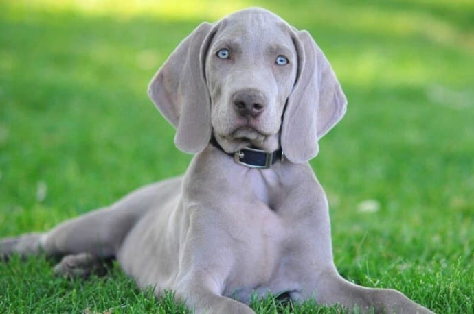 Dog Breeds That Are Gray