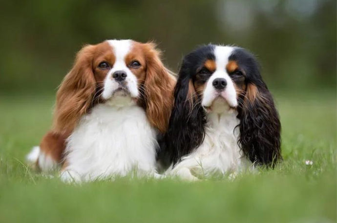 Dog Breeds That Start With C