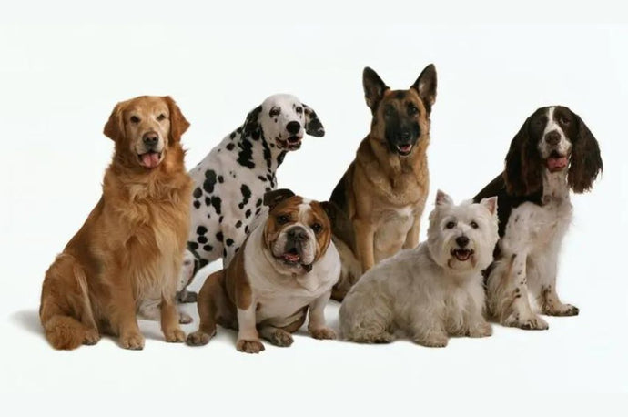 Dog Breeds That Start With S