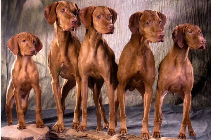 8 Dog Breeds That Start With V